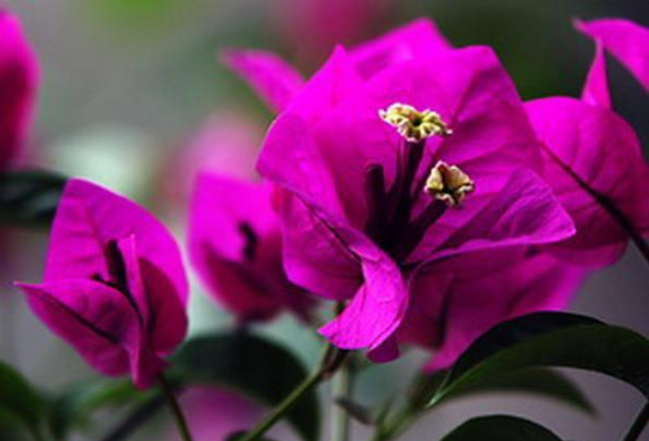 三角梅養護知識